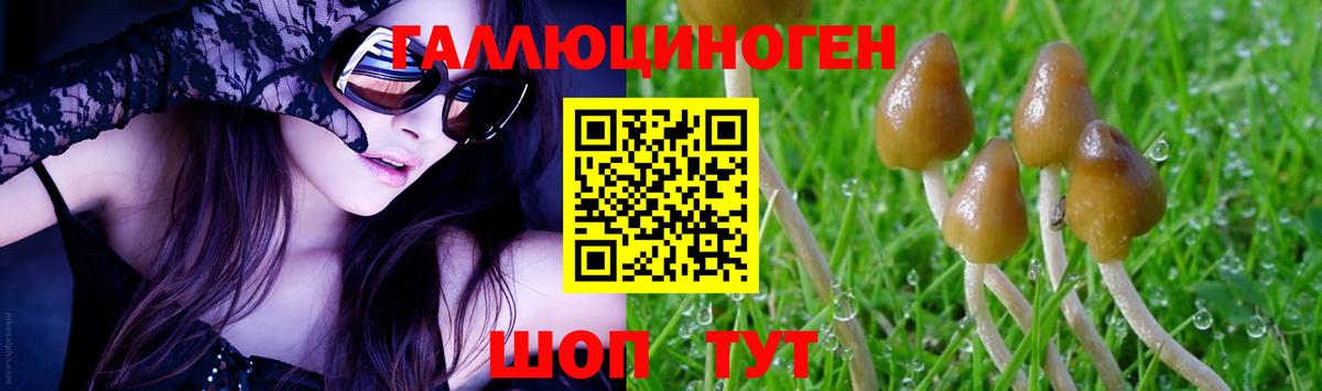 Галлюциногенные грибы Psilocybe Железноводск
